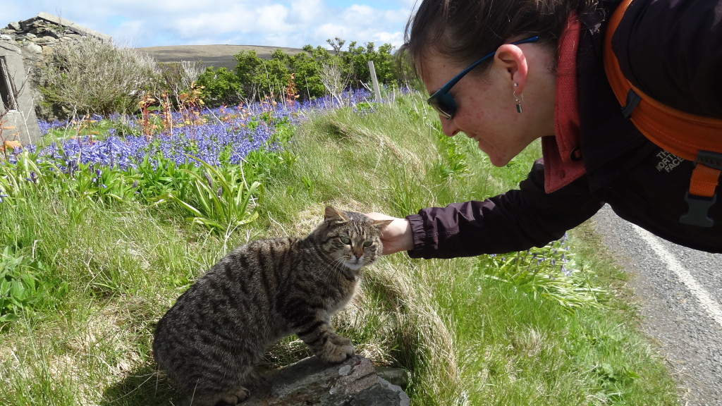 Petting a cat, blue flowers in the background