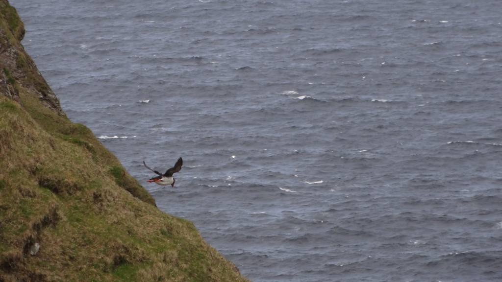 puffin flying off the cliff