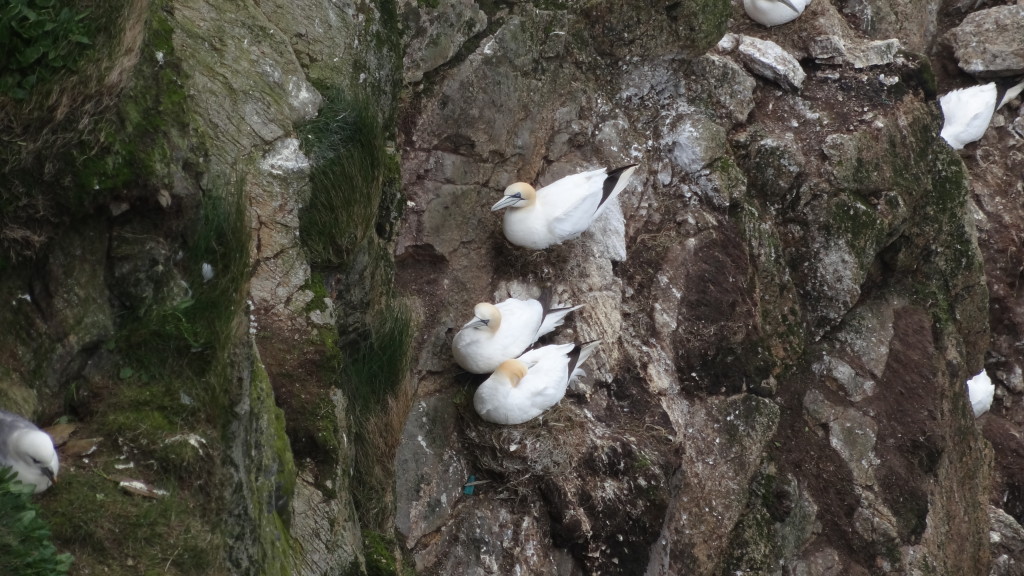 Gannets hanging on to the side of the cliff