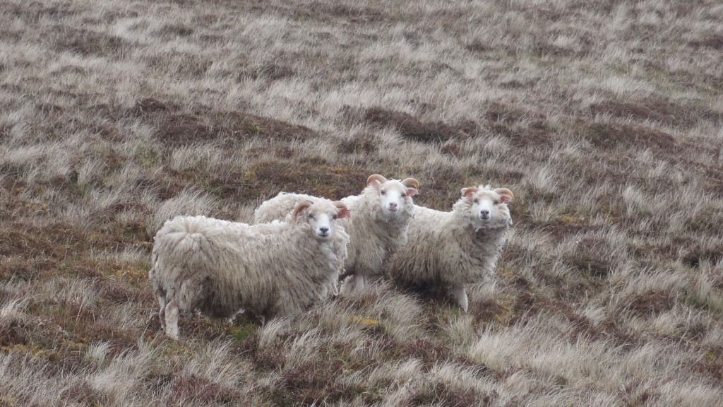 three sheep staring